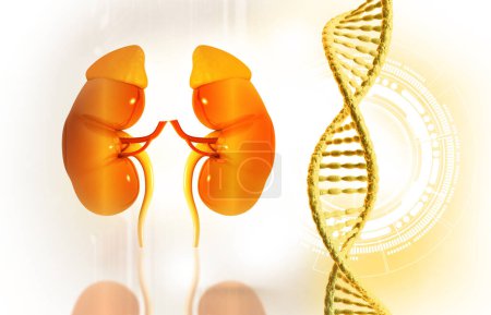 Menschliche Niere mit DNA-Strang. 3D-Illustration