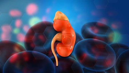 Human kidney with blood cells. 3d illustration	