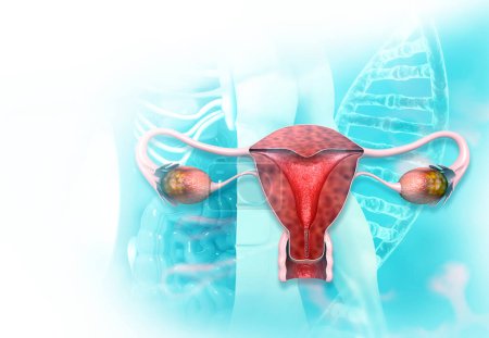 Photo for Female uterus cross section. 3d illustration - Royalty Free Image