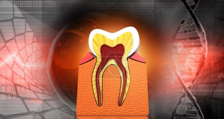 Photo for Human tooth cross section. 3d illustration - Royalty Free Image