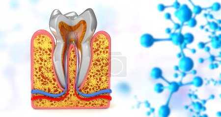 Téléchargez les photos : Coupe transversale des dents humaines. Illustration 3d - en image libre de droit