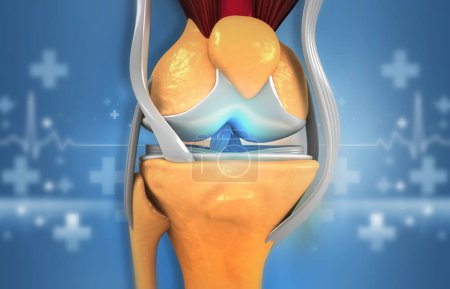 Foto de Anatomía de rodilla humana. ilustración 3d - Imagen libre de derechos