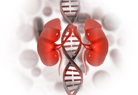 Nierenanatomie mit DNA-Strang. 3D-Illustration