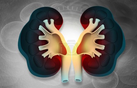 Photo for Human Kidney Diagram. 3d illustration - Royalty Free Image