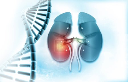 Nierenanatomie mit DNA-Strang. 3D-Illustration