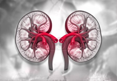 Human kidney cross section. 3d illustration	