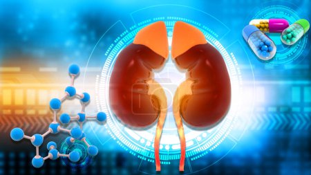 Photo for Human kidney anatomy with medical pills and molecules. 3d illustration - Royalty Free Image