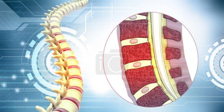 Foto de Anatomía de la columna humana, sección transversal de la columna vertebral. ilustración 3d - Imagen libre de derechos