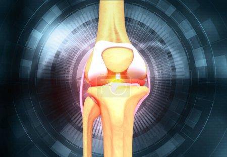 Foto de Anatomía de la articulación de la rodilla humana.3d ilustración - Imagen libre de derechos