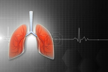 Foto de Concepto de pulmones humanos. ilustración 3d - Imagen libre de derechos