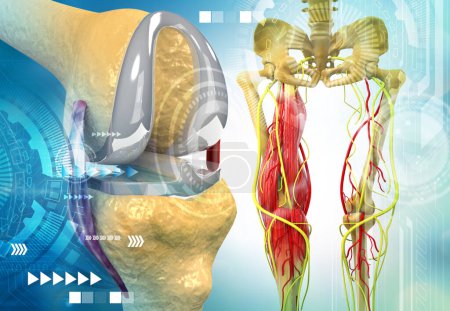 Téléchargez les photos : Anatomie des articulations du genou humain. Illustration 3d - en image libre de droit