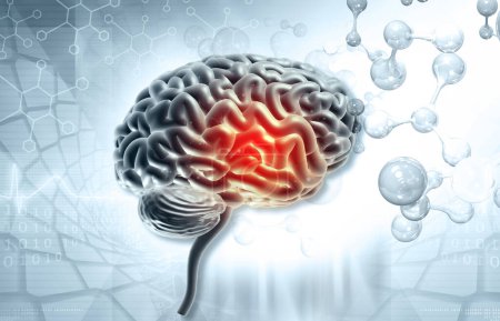 Téléchargez les photos : Anatomie cérébrale humaine sur fond scientifique. Illustration 3d - en image libre de droit
