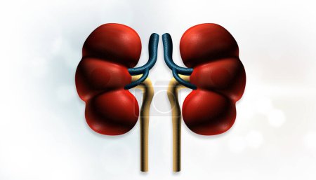 Human kidney on isolated white background. 3d illustration	