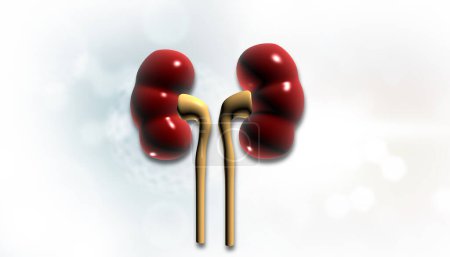 Human kidney on isolated white background. 3d illustration		