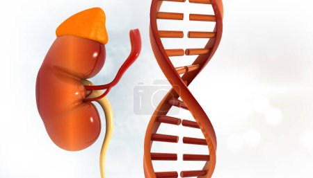 Menschliche Niere und DNA-Strang auf isoliertem weißem Hintergrund. 3D-Illustration
