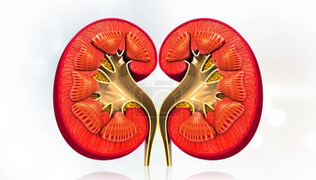 Human kidney cross section on isolated white background. 3d illustration		