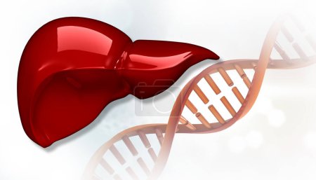 Foto de Hígado humano con hebra de ADN sobre fondo blanco aislado. ilustración 3d - Imagen libre de derechos