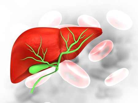 Photo for Human liver anatomy on isolated white background. 3d illustration - Royalty Free Image
