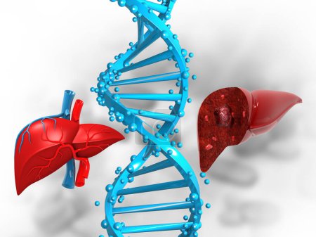 Foto de Hígado humano con ADN strand.3d ilustración - Imagen libre de derechos