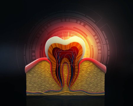 Téléchargez les photos : Anatomie de la coupe transversale des dents humaines. Illustration numérique 3D - en image libre de droit