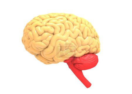 Téléchargez les photos : Anatomie cérébrale humaine isolée sur fond blanc. Illustration 3d - en image libre de droit