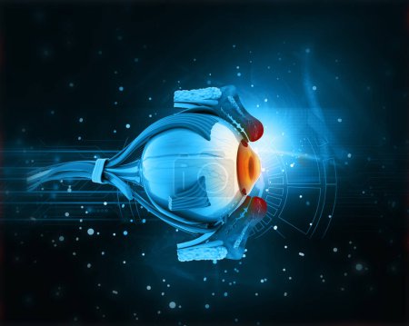 Foto de Anatomía ocular humana. Ilustración 3D digital - Imagen libre de derechos