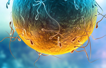 Foto de Huevo humano con esperma. ilustración 3d - Imagen libre de derechos