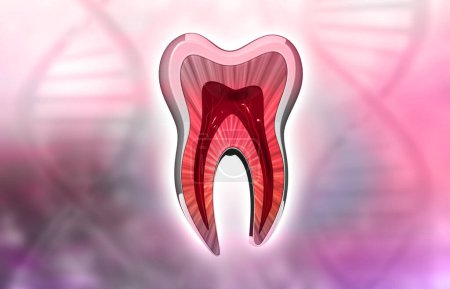 Téléchargez les photos : Coupe transversale des dents humaines. Illustration numérique 3D - en image libre de droit