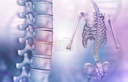 Foto de Anatomía de la columna humana. Ilustración 3D digital - Imagen libre de derechos