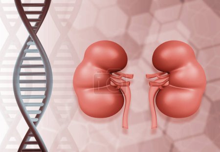 Hilo de ADN con riñón. ilustración 3d