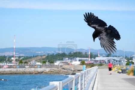 Krähenvogel auf seinen Flügeln an einem sonnigen Tag Kanada Vancouver. Hochwertiges Foto