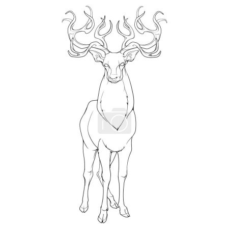 Illustration for A red deer stag standing in full height, front view, magnificent antlers. Black Line drawing isolated on white background. EPS10 Vector illustration - Royalty Free Image