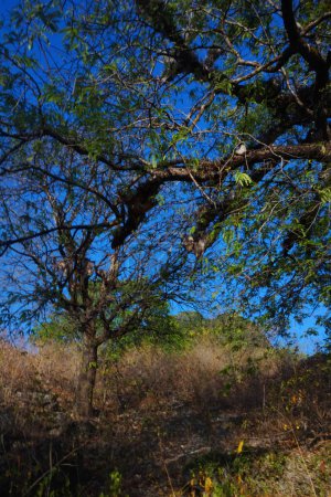 Foto de La vista de los árboles en tierra árida es adecuada como fondo - Imagen libre de derechos