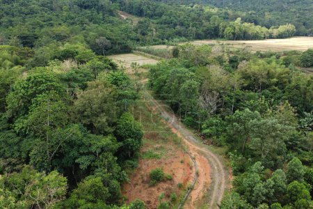 Téléchargez les photos : Vue de la route entre les arbres, tir de drone - en image libre de droit