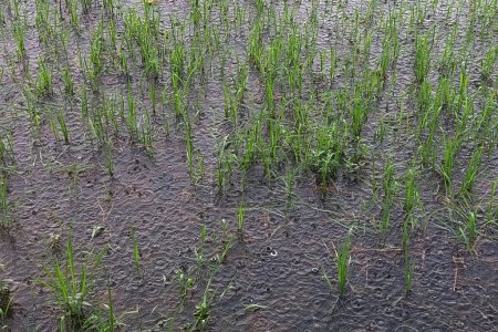 Foto de Expansión de hierba silvestre en un campo de arroz cuando llueve - Imagen libre de derechos