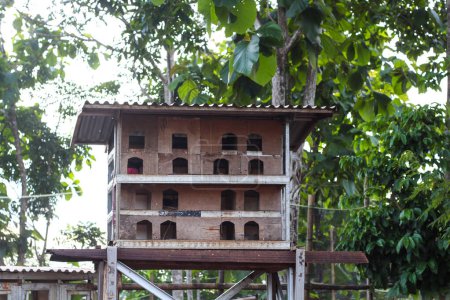 Cages à pigeons en bois exposé au soleil matinal