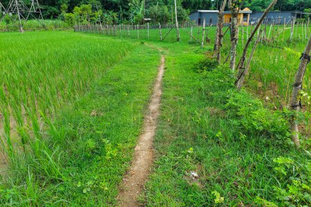 Photo for The path along the edge of the rice fields leads to the farmer's house - Royalty Free Image