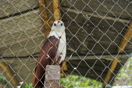 A white and brown ghost bird in a cage during the day