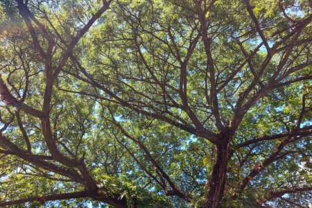 Téléchargez les photos : Les branches d'arbres aux feuilles vertes sont très soignées pendant la journée - en image libre de droit