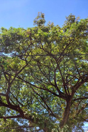 Téléchargez les photos : Les branches d'arbres aux feuilles vertes sont très soignées pendant la journée - en image libre de droit