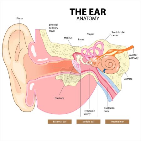 Photo for The Ear Anatomy Illustration (C Section) - Royalty Free Image