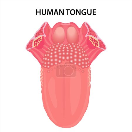Foto de Anatomía de la ilustración de la lengua humana - Imagen libre de derechos
