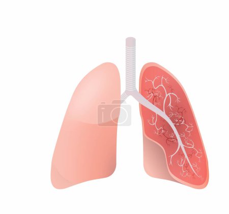 Téléchargez les photos : Illustration vectorielle anatomique des poumons avec section transversale - en image libre de droit