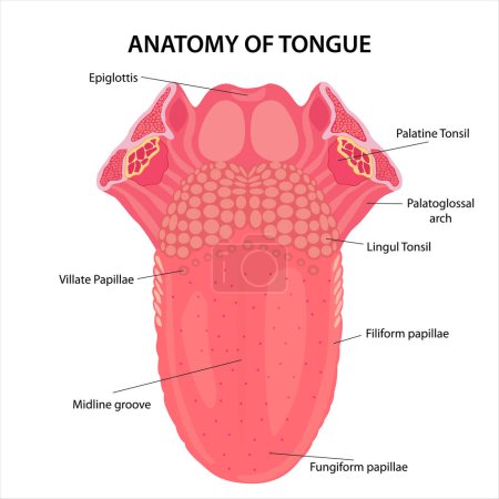 Illustration for Anatomy of Tongue cross section illustration - Royalty Free Image