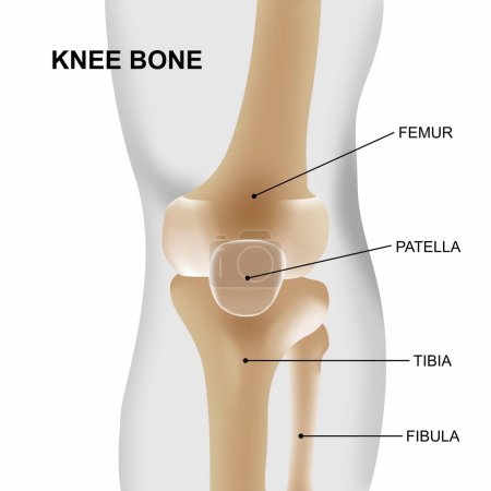 Illustration for Illustration of human knee with knee anatomy - Royalty Free Image