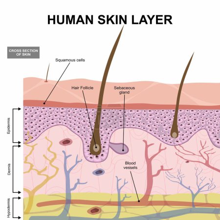 Ilustración de la capa C de la piel humana
