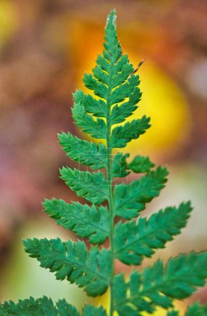 Foto de Primer plano de las hojas de helecho en el bosque durante el otoño - Imagen libre de derechos