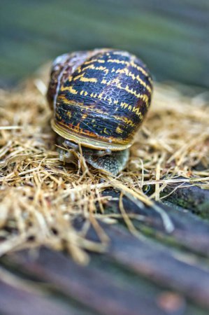 Téléchargez les photos : Mignon petit escargot avec coquille sur paille dans une terrasse en bois. macro nature photographie - en image libre de droit