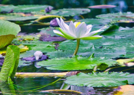 Téléchargez les photos : Étang avec lotus et fleurs de nénuphar blanc - en image libre de droit