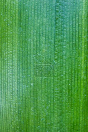 Téléchargez les photos : Texture des feuilles vertes : fond abstrait naturel - en image libre de droit